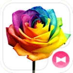 rainbow rose android application logo